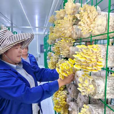 Интеллектуальный контейнер для выращивания грибов