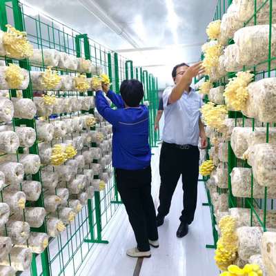 Устойчивый контейнер для грибов для практики фермерства в сельской местности и на городских окраинах