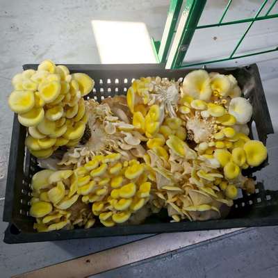 Контейнер для высокоэффективного производства грибов