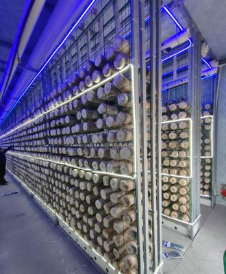 выращивание грибов